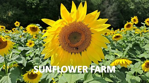 Sunflower Farm