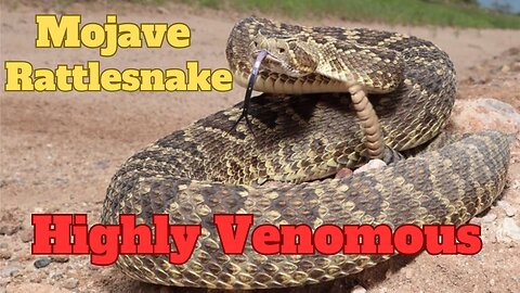 The Most Dangerous Rattlesnake in North America EXPLAINED