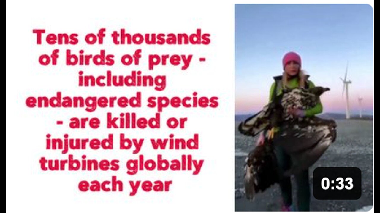 Tens of thousands of birds of prey - including endangered species - are killed or injured by wind turbines globally each year