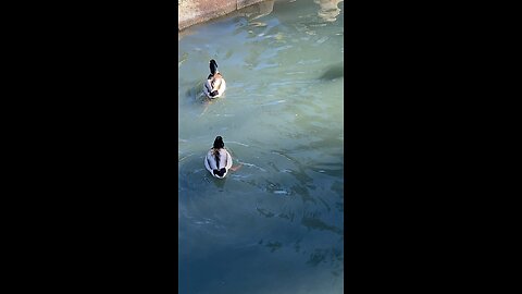 Mallard Ducks 🦆 swimming #mallardducks #ducks #duck #swimming #followme #shorts #viral #trending