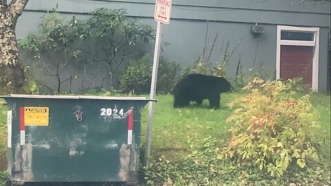 Trash Bear on Telephone Hill
