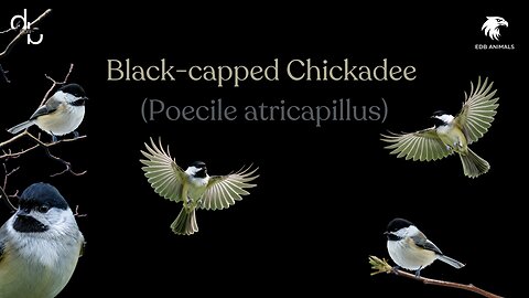 Black-capped Chickadee Introduction