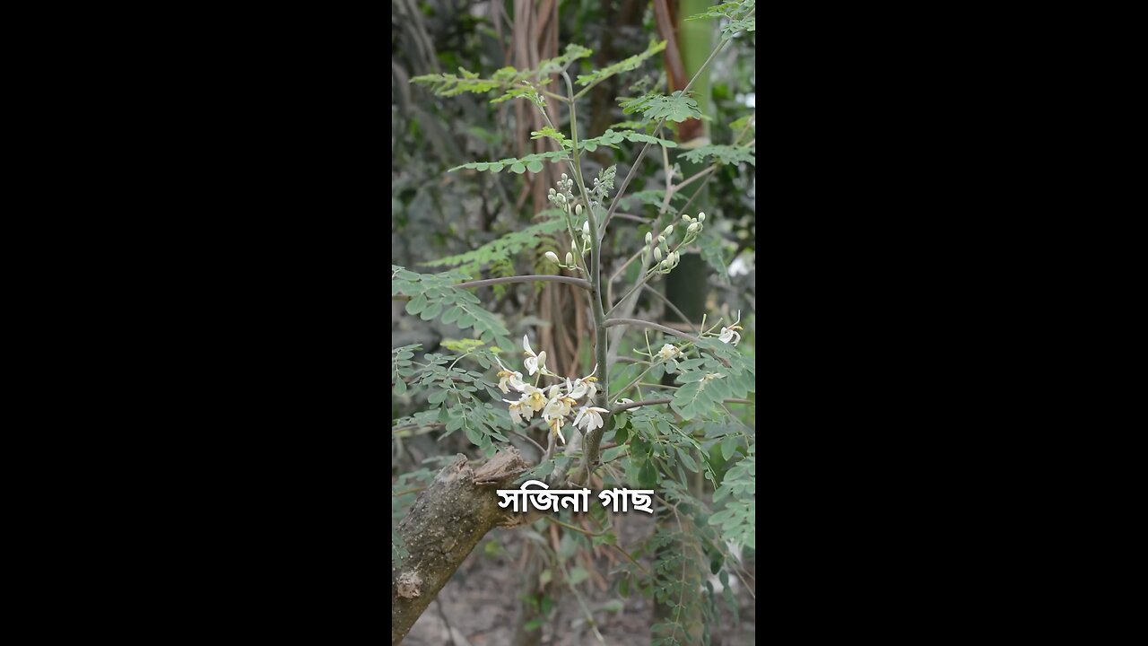 সজিনা পাতা গাছ | সুন্দর ফুল ফুটেছে #shorts