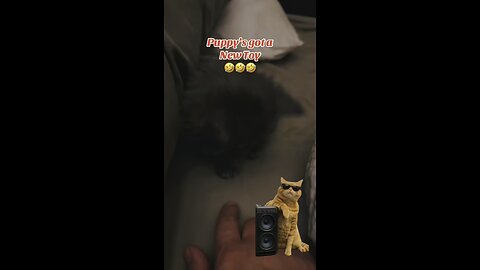 New Puppy Toy🤣🤣🤣 #kitten #dog #cat #puppy #reels