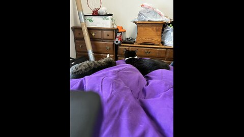 My 2 cats were comfortable on my bed after jumping out of shower