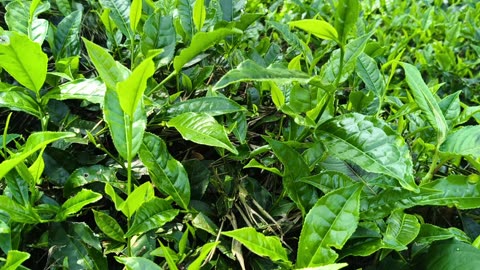 Natural video green tea leaf 🌿🌿🌿 l one click camera