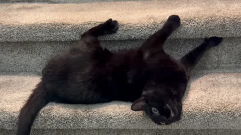Cute Precious Piper Plays on the Stairs - My Adopted Shelter Cat Vlog #shorts