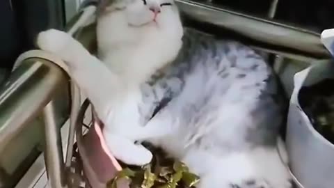 Cats sleeping in dangerous places