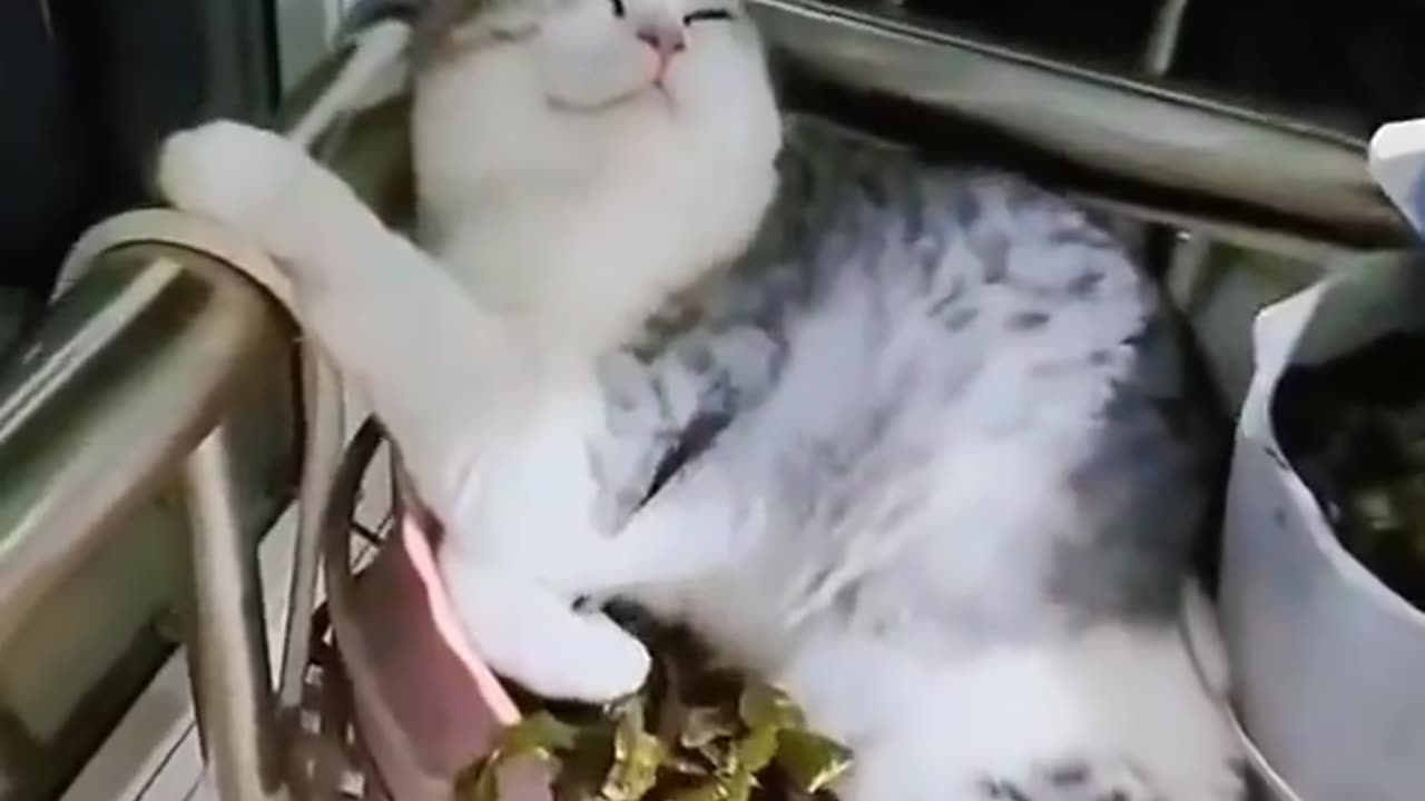 Cats sleeping in dangerous places