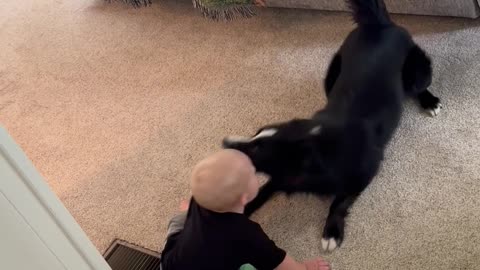 Border Collie Entertains Baby Baby Brother