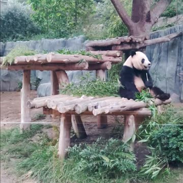 Giant Panda enjoying dinner at The San Diego Zoo