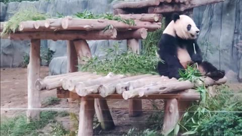 Giant Panda enjoying dinner at The San Diego Zoo