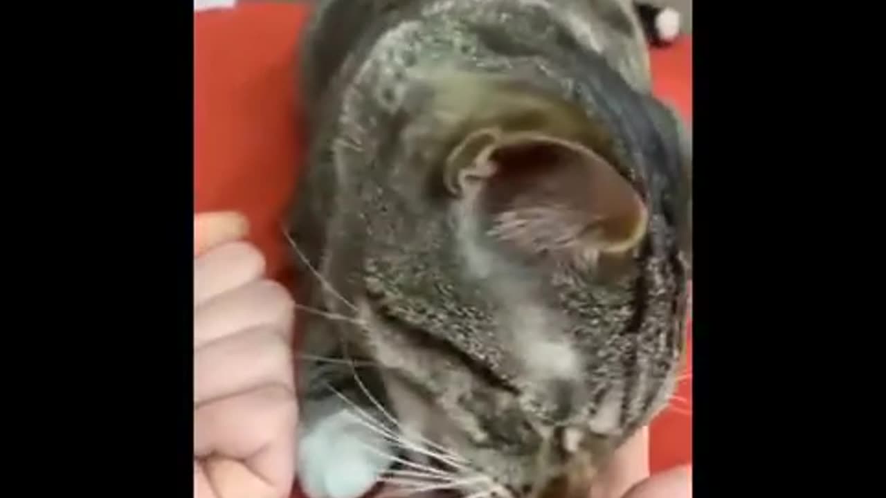 Funny Animals Videos