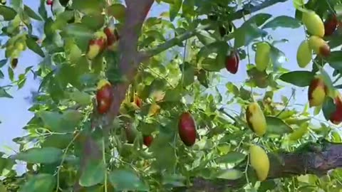 Planting Vegetables in a Korean Garden 🥬 | Farm Work Day