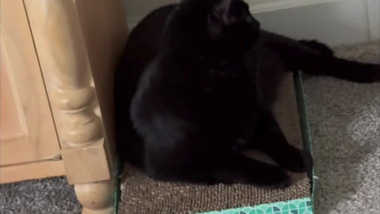 Cute Precious Piper Lounges on Her Tuffet - Adopting a Cat from a Shelter Vlog #shorts