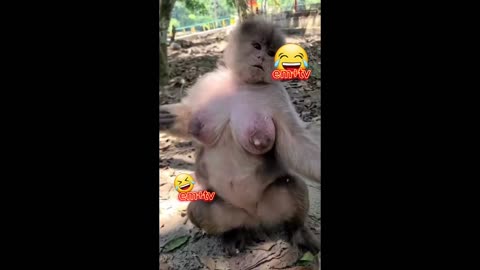 Funny monkey video funny monkey videos 😂👍💖