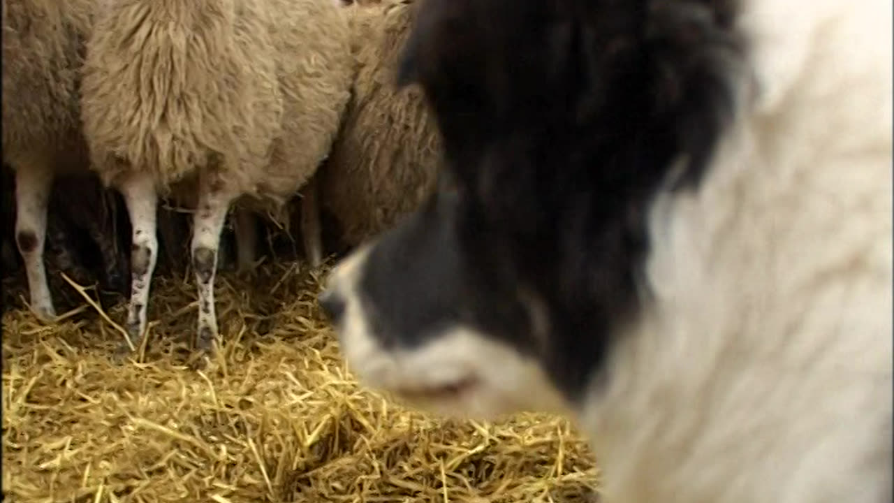 Mist: A Tale Of A Sheepdog Puppy - Mist in the barn