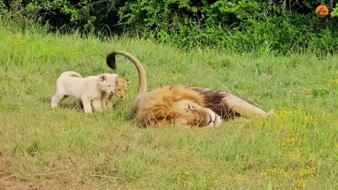 Naughty Lion Cubs Bother Dad Trying to Sleep