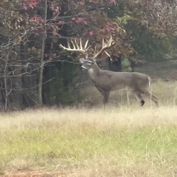 The Breeder Buck at a friends place