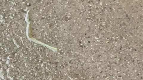 Wolf Spider Mother Moves Babies