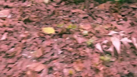 VIXI ET VIDI. PELLICVLA