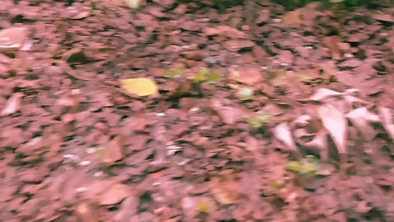 VIXI ET VIDI. PELLICVLA