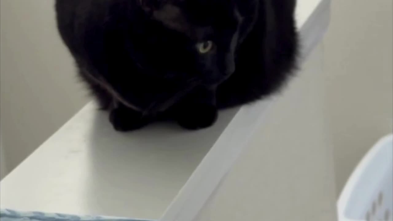 Cute Precious Piper Like to Watch From the Staircase Wall - My Adopted Shelter Cat Vlog #shorts