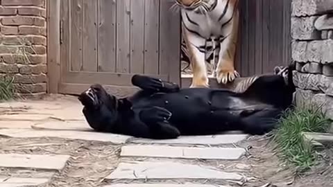 The dog acted tough behind the fence… but no one expected that ending!😂