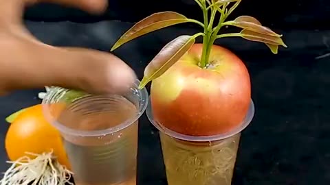 This is how to grow apples and oranges at home.