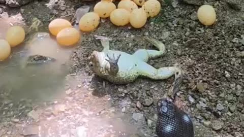 Funny videos of frogs 🤣 and 🐍 snake