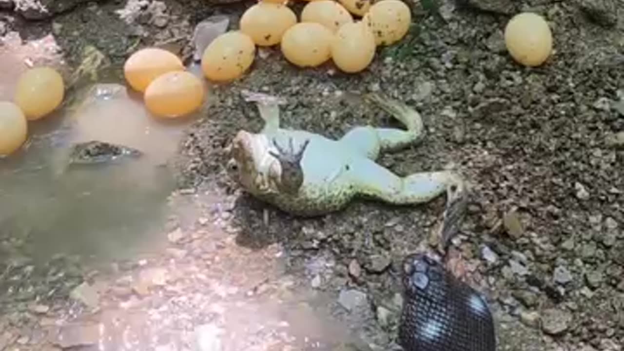 Funny videos of frogs 🤣 and 🐍 snake
