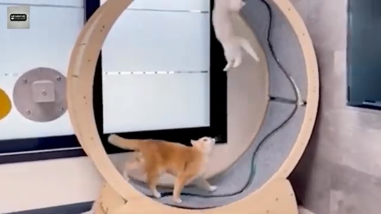 Funny Cute Cat - Try Not To Laugh...
