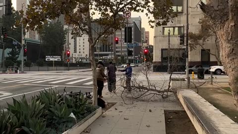 BMX Rider Knocks Tree Down on Streetwear Brand Owner