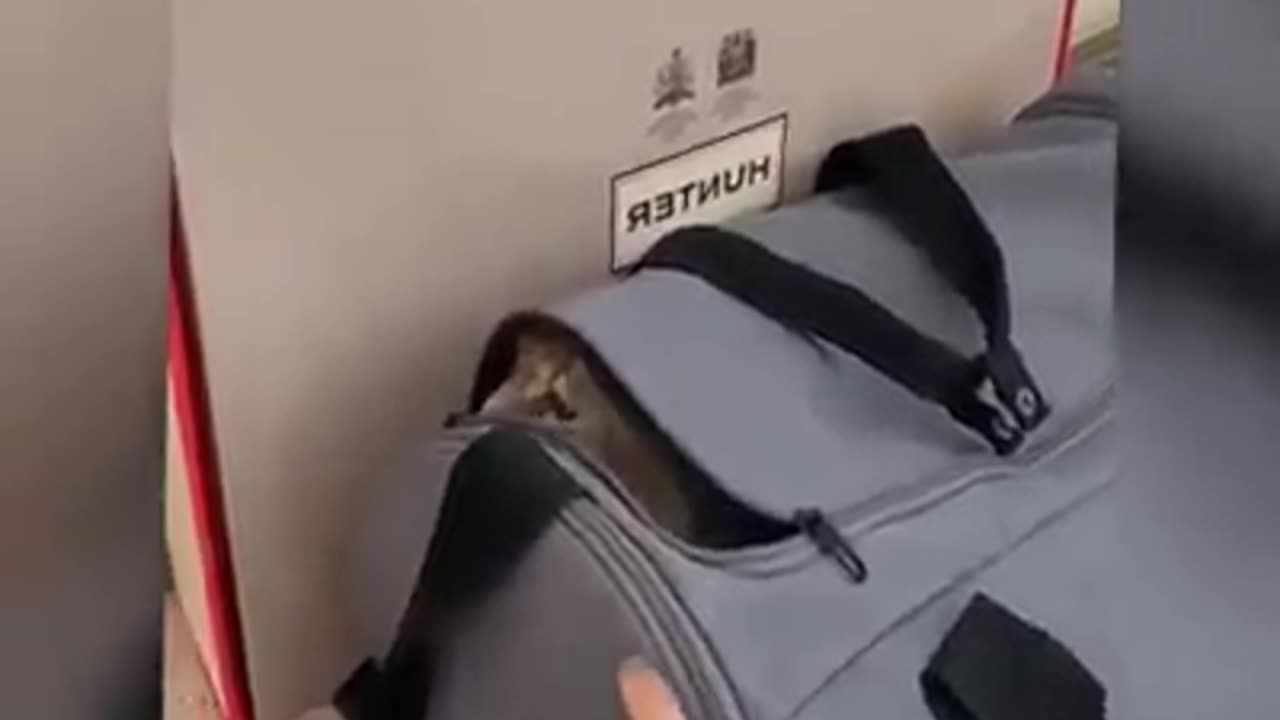 Funny cats and dog video competition