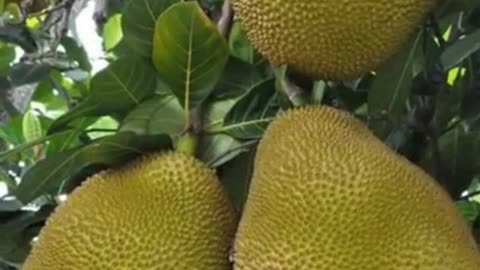 Two benefits of eating jackfruit