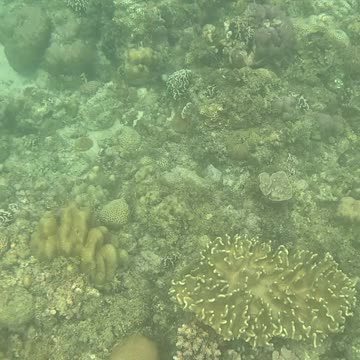 Snorkeling Through Serenity