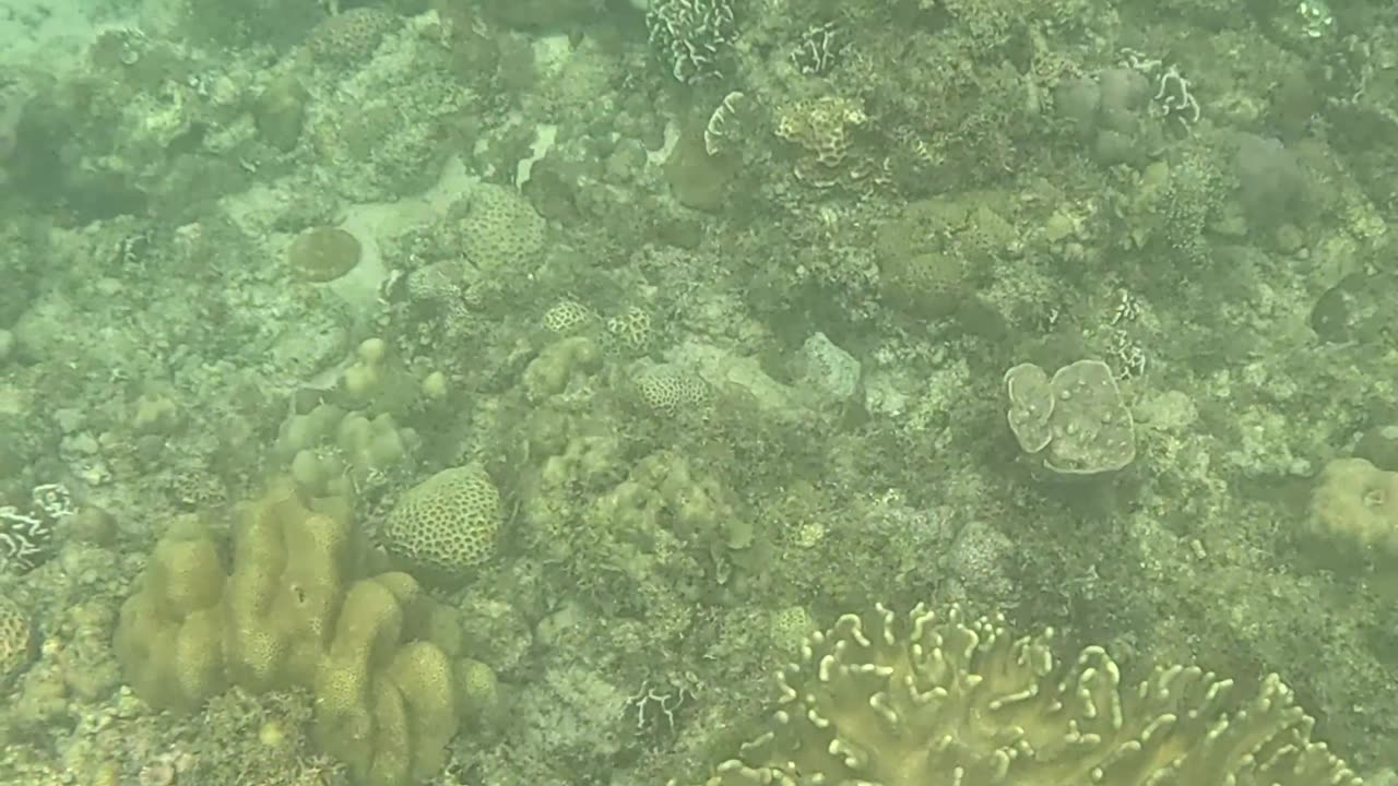 Snorkeling Through Serenity