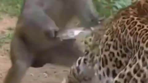 Monkey rescued cat from leopard