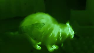 Cat-astrophe! What Scared the Cat?