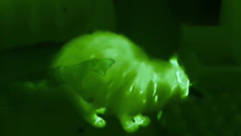 Cat-astrophe! What Scared the Cat?