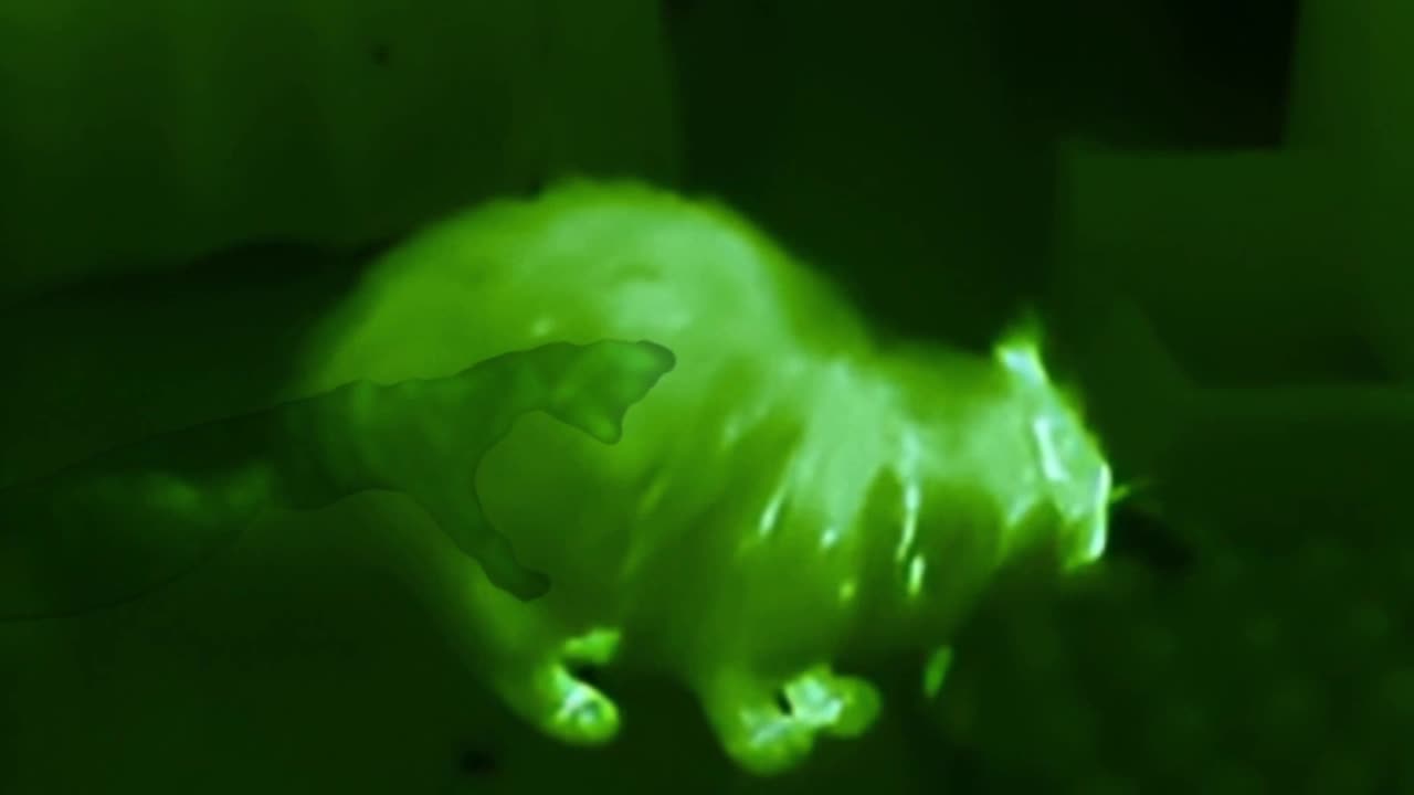 Cat-astrophe! What Scared the Cat?