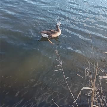 Hybrid goose