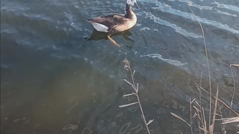 Hybrid goose