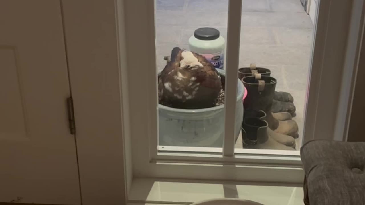 Bird Lays Egg Outside Home