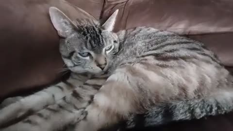 Ultimate Cat Relaxation: Watch This Furball Unwind
