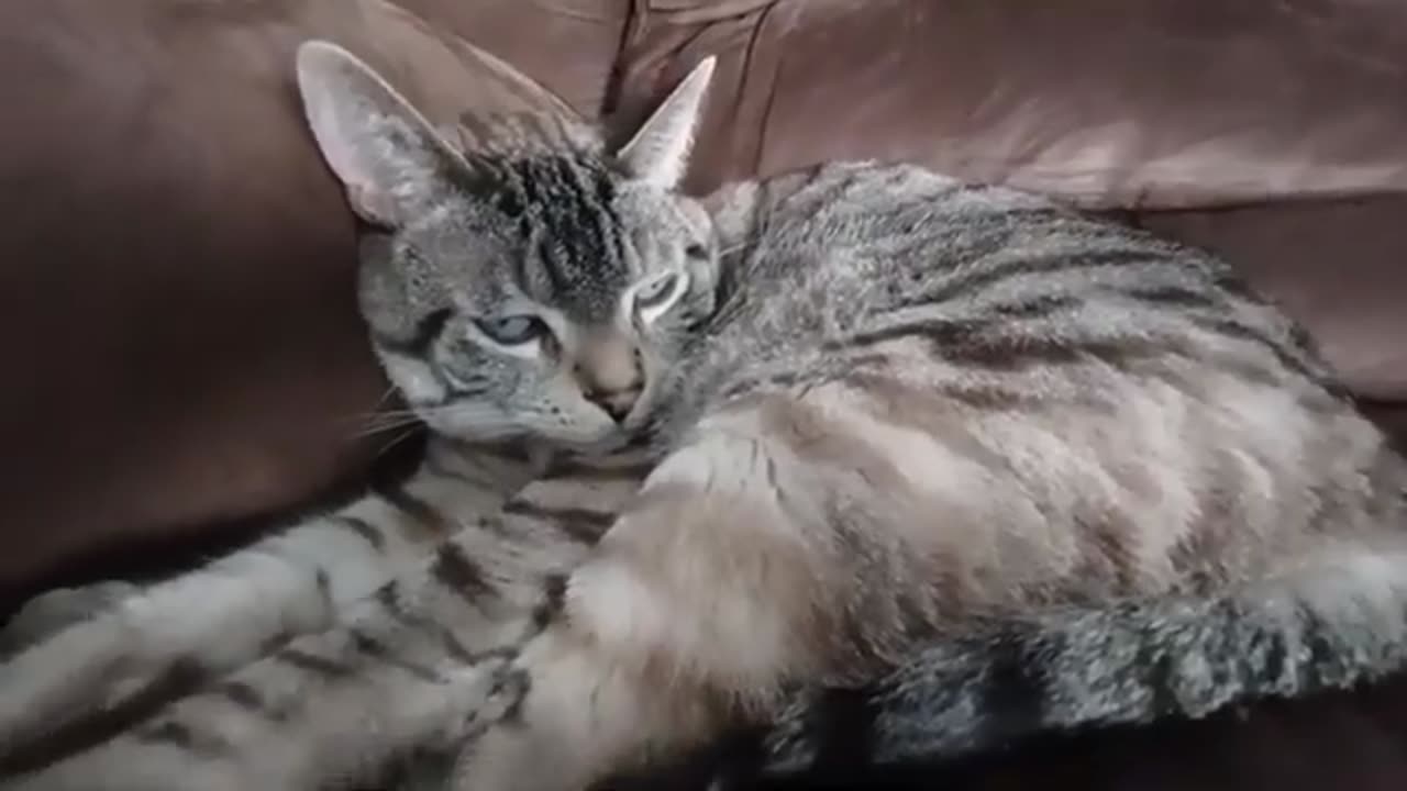 Ultimate Cat Relaxation: Watch This Furball Unwind