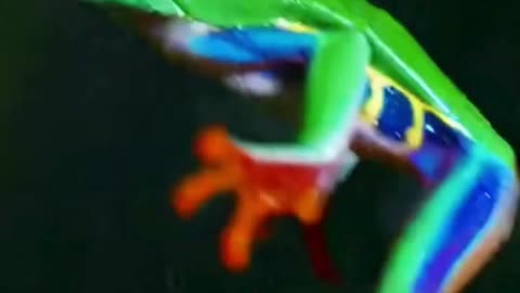 🐸🌿 This Green Frog Just Sat There… And It’s Weirdly Relaxing 😌✨