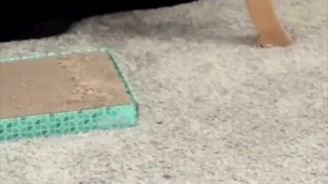 Cute Precious Piper is in Her Hiding Spot Again - My Adopted Shelter Cat Vlog #shorts