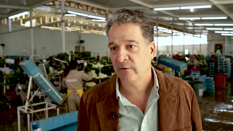 Tariffs threaten Colombian flower industry amid Valentine's rush