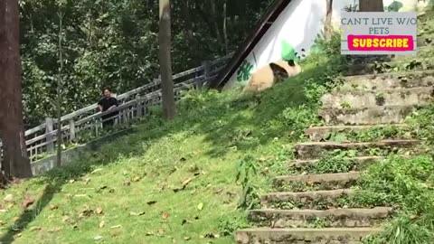 Cute Panda Bear Video Compilation